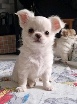 Chihuahua-Welpen zu verkaufen.