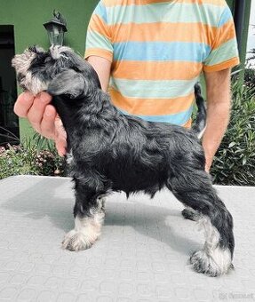 WhatsApp +4915510295604 Zwergschnauzer schwarz und silber Ra