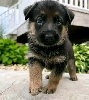 Deutsche Schäferhundwelpen zu vermitteln