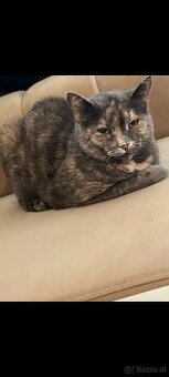 Katze zu verschenken