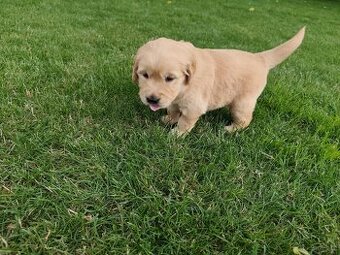 WhatsApp +4915510295604 Golden Retriever Welpen verfügbar