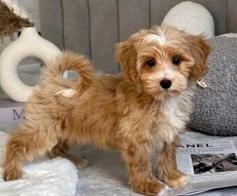 Maltipoo-Welpen suchen ein neues Zuhause.