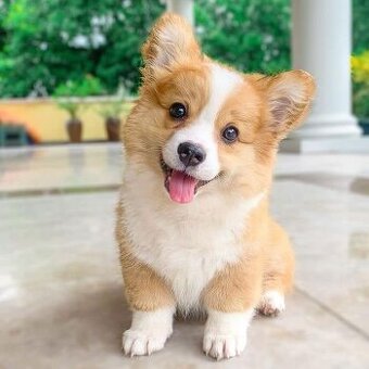 Welsh Corgi Welpen zu verkaufen