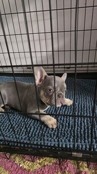 WhatsApp +4915510295604 Französische Bulldogge Welpe weiblic