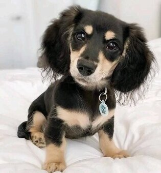 Dackelwelpen abzugeben.