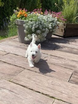 WhatsApp +4915510295604 West Highland White Terrier Welpe ve
