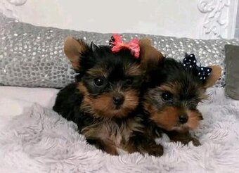 Yorkshire-Terrier-Welpen abzugeben.