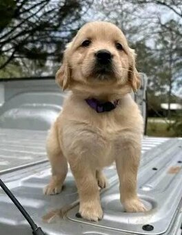 Golden-Retriever-Welpen zu vermitteln