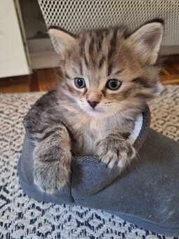Süsses Katzenbaby