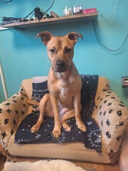 Sisu sucht ein neues zuhause - 1