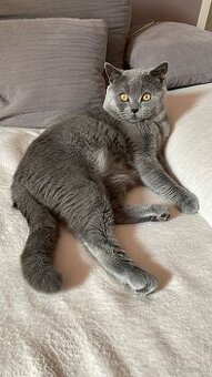 Britische Kurzhaar Katze (Kater)