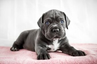 Gesunde Cane-Corso-Welpen zu verkaufen
