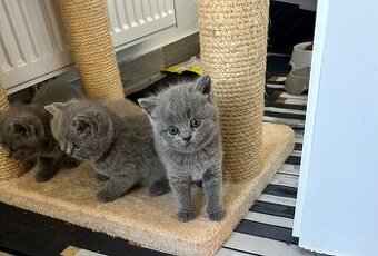 Original Britische Katzen
