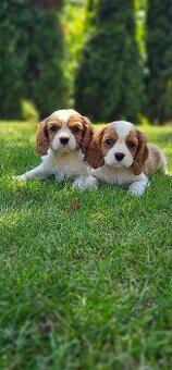 Cavalier king Charles spaniel