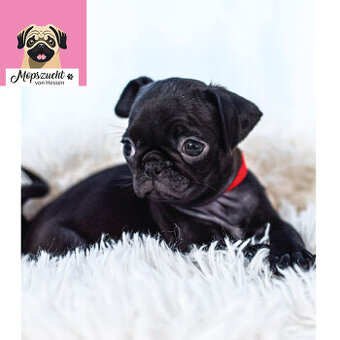 Mopsmädchen mit Gesundheitszeugnis & Ahnentafel – abgabebere