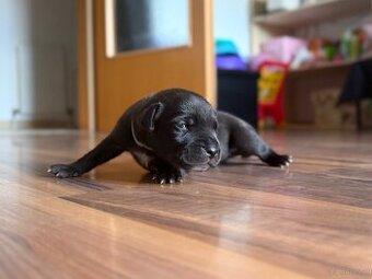 Cane Corso x Malinois Welpen