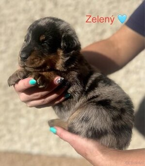 Beauceron - 1