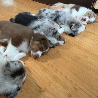 Australia-Shepherd Welpen (Anna, Luna, Lucy und Lucas)
