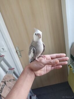 ein paar Nymphensittich