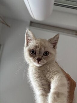 Wunderschönes weißes BKH Kitten