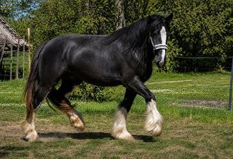 Shire horse stute - 1