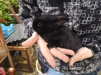 Baby zwergschecken schwarz