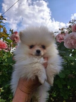 WhatsApp +4915510295604 Pomeranian Welpe verfügbar