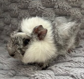 Meerschweinchen