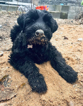 Riesenschnauzer Welpe mit einem Stammbaum FCI