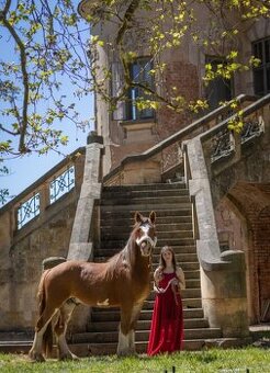 Drum horse hengst - 1