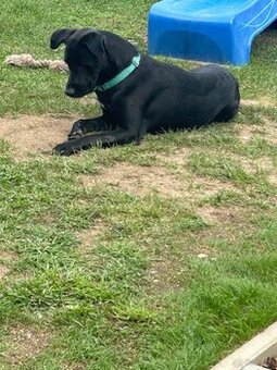 Labrador Mix
