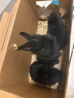 Löwenkopf 10wochen alt