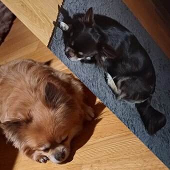 2 chihuahua reinrassig verkaufen