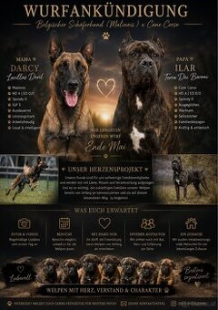 Wurfankündigung Malinois x Cane Corso