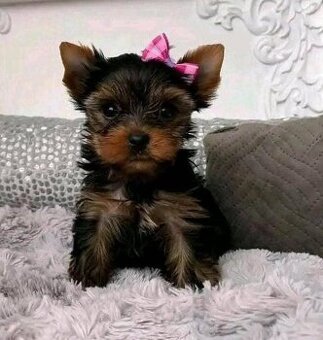 Yorkshire-Terrier-Welpen zu verkaufen.