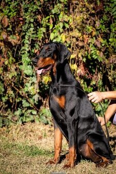 Dobermann