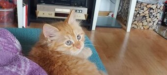 Sibirische Katze – Kater mit Stammbaum (PP)