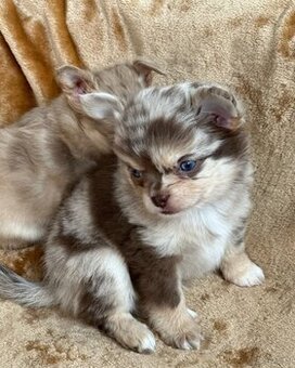 Prachtige mannelijke en vrouwelijke Chihuahua-puppy's besch