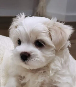 Malteser Welpen