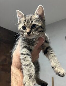 Europäische kurzhaar kitten