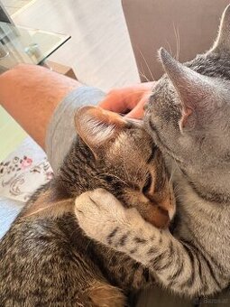 2 Junge Katzen weiblich und Junge 6 Monate alt