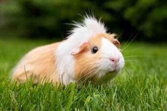 Suche Meerschweinchen Weibchen.