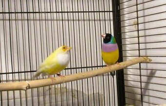 Ein Paar Gouldamadinen