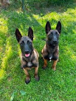 Belgischer Schäferhund (Malinois)