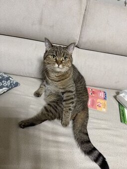 BKH Katze Weiblich