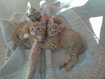 3 junge Kater herzugeben