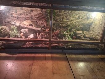 2 kornnattern inkl. Terrarium