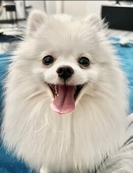 Pomeranian Hündin