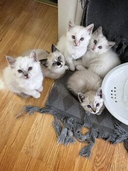 Edelmix Ragdoll Heilige Birma Kitten