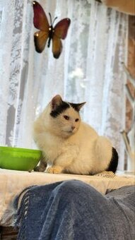 Kater zum verschenken